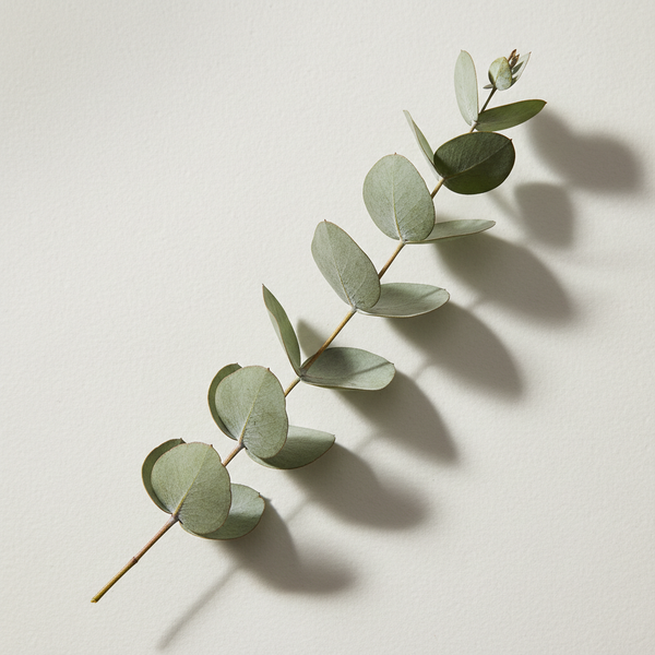Eucalyptus